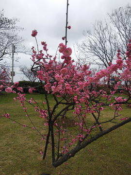 花卉