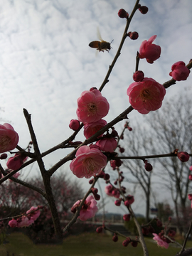 花卉