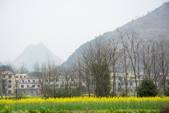 油菜花 乡村风景