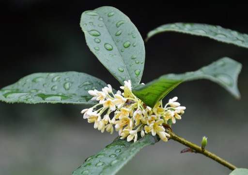 桂花