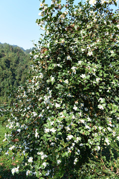 山茶花