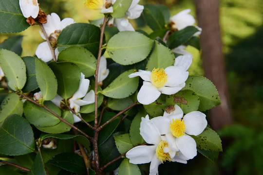 山茶花