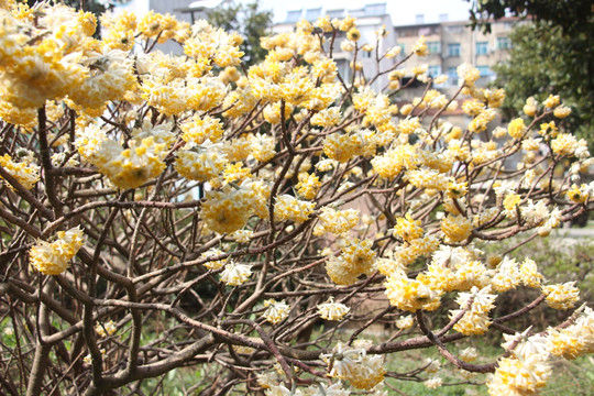 结香花开 （25）