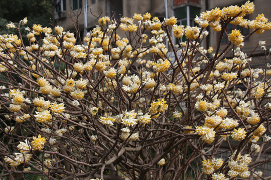 结香花开 （26）