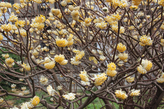 结香花开 （38）