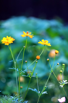 花卉背景