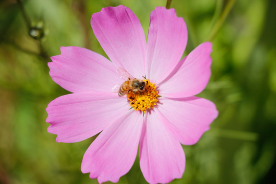 格桑花