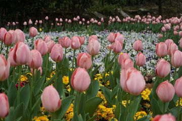 郁金香花