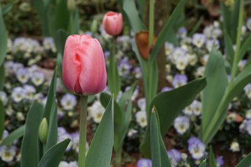 郁金香花