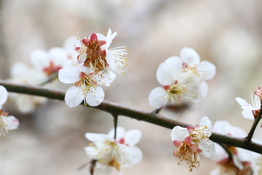 梅花