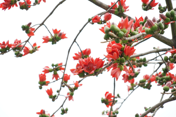 木棉花 红棉