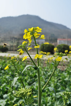 油菜花