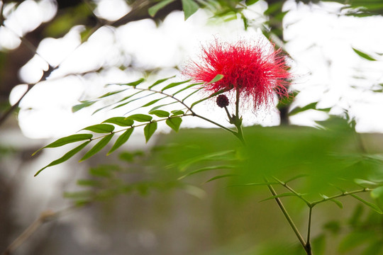 朱缨花