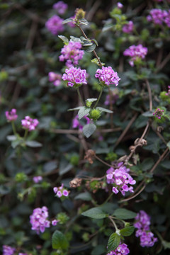 马樱丹花