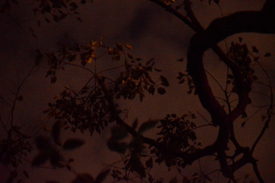 午夜树木拍摄