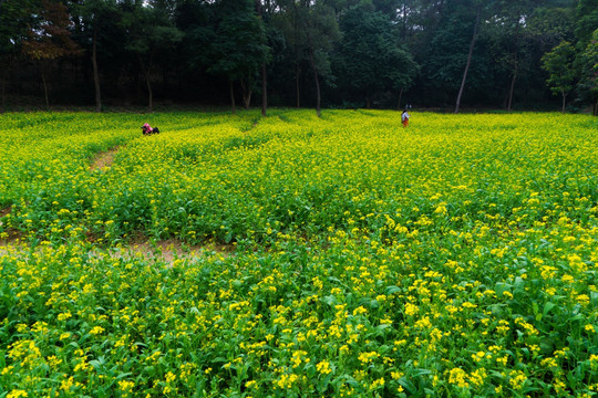 油菜花菜园菜地