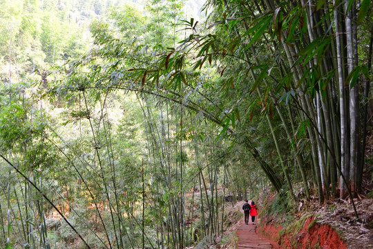 竹林 小路 游人