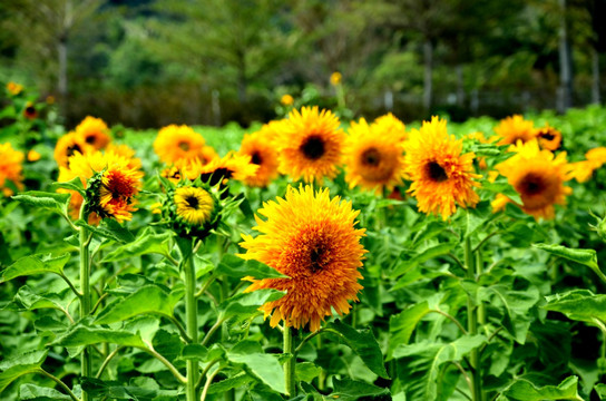 太阳花种植园