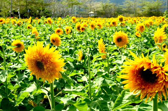 花卉特写