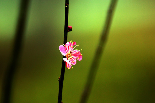 梅花