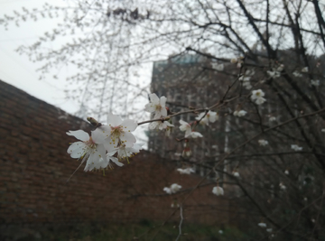 初春的白色花朵