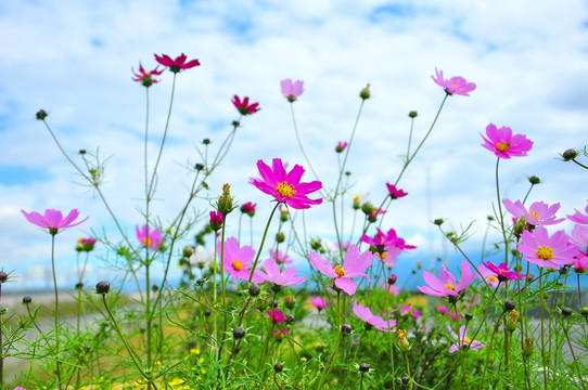 格桑花