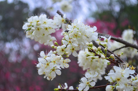 梨花