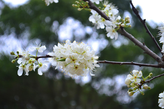 梨花