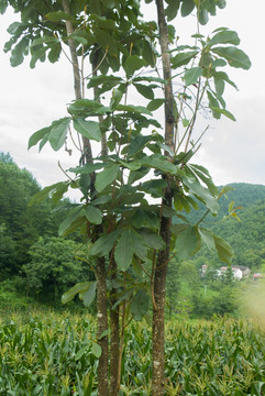 国家二级重点保护植物野生厚朴树