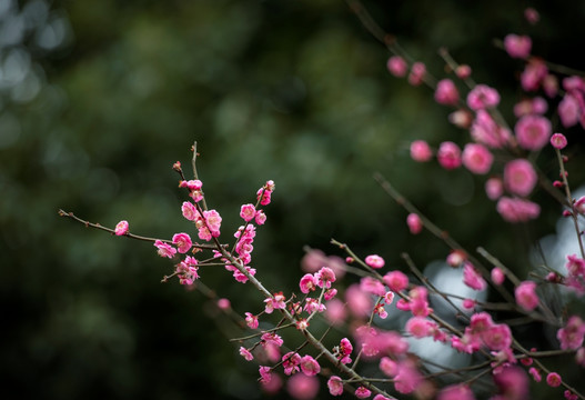 梅花