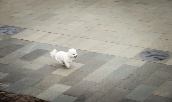 奔跑的小狗