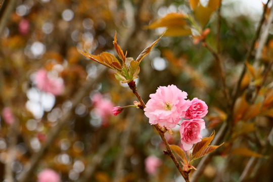 樱花