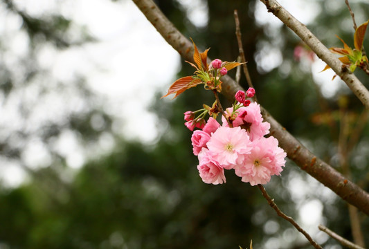 樱花