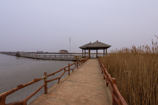 黄河入海口湿地