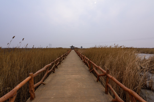 黄河入海口湿地