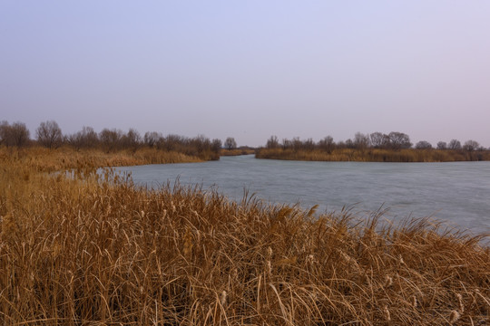 黄河入海口湿地