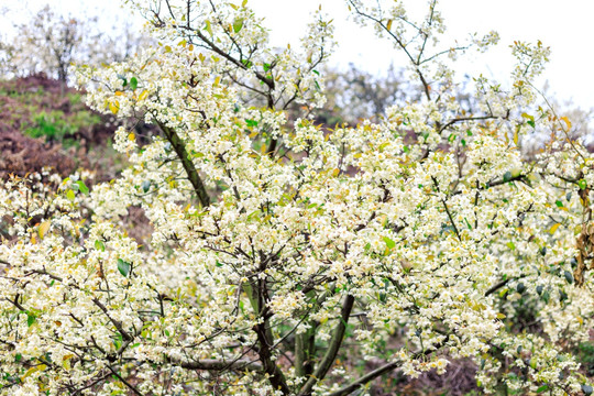 山楂花