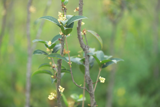 桂花 桂花树