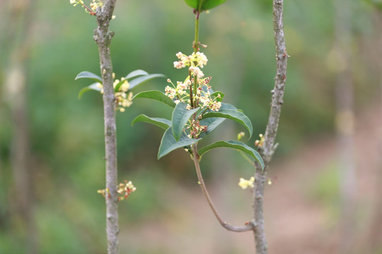 桂花 桂花树