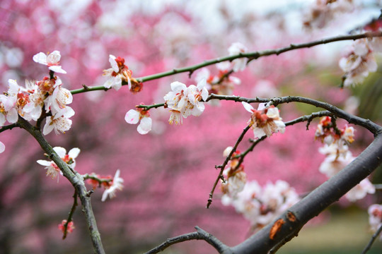 梅花 腊梅