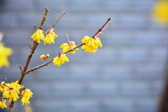 腊梅 梅花