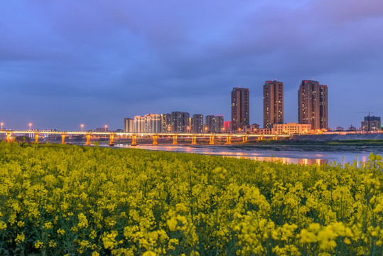 岷江城市油菜花夜景