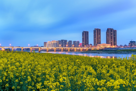 岷江城市油菜花夜景