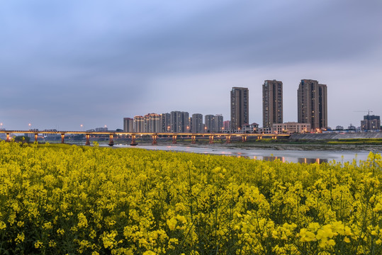 岷江城市油菜花夜景