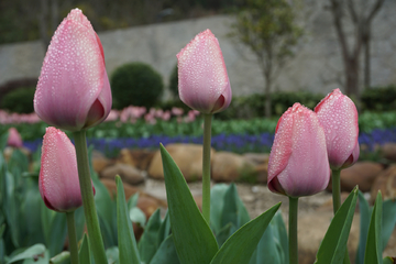 郁金香花