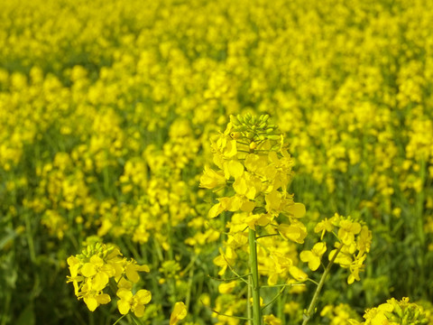 油菜花地 婺源油菜花 春天花朵