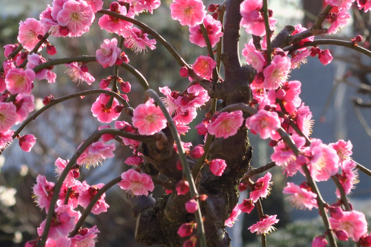 腊梅花