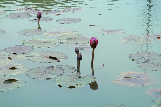 水莲花