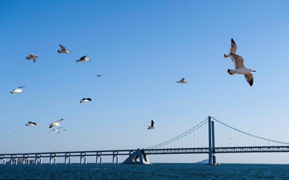 海鸥 蓝天  跨海大桥