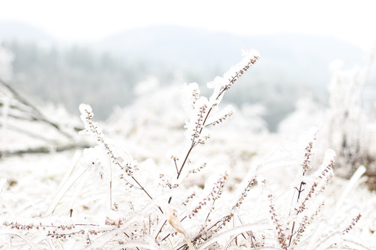 雪景